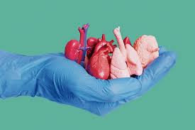 Debunking Common Myths About Organ Donation